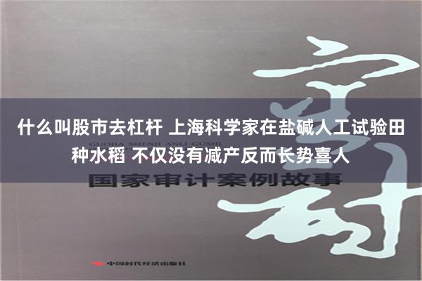 什么叫股市去杠杆 上海科学家在盐碱人工试验田种水稻 不仅没有减产反而长势喜人